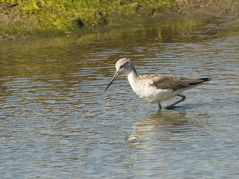 Tringa nebularia Common Greenshank Groenpootruiter